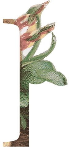 home_flower_about_right